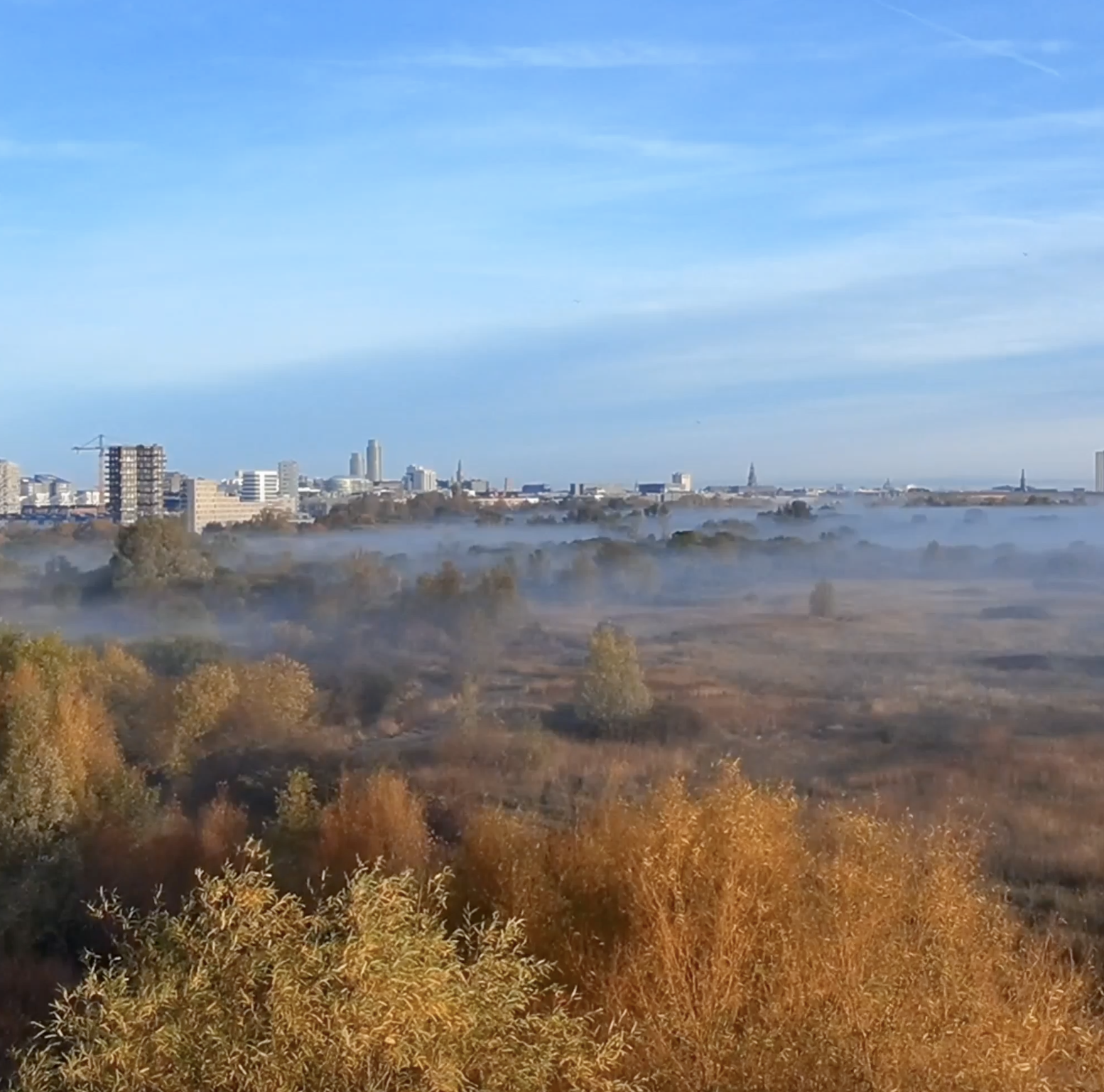 Morgendis på Amager fælled
